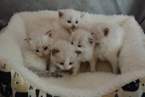 Walking on Sunshine kittens 1 week old